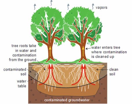 phytoremediation diagram